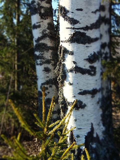 Betula pendula silver birch hardiness zone 2 tree