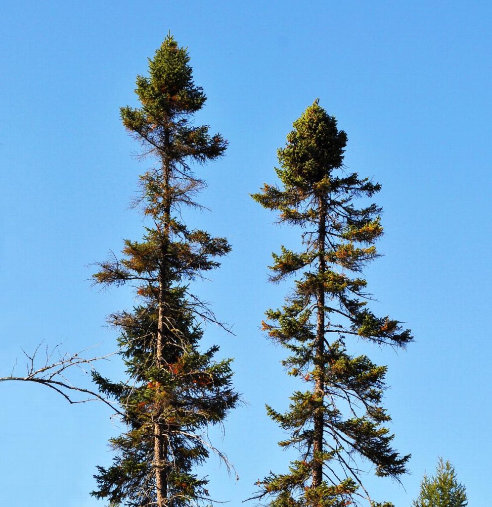 Black-Spruce-Picea-Mariana