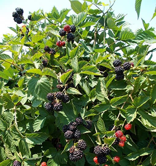 Blackberry-Rubus-L.-Hardiness-Zone-2-Berry-Producing-Deciduous-Bush