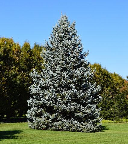 Blue-Spruce-Picea-pungens-Engelm