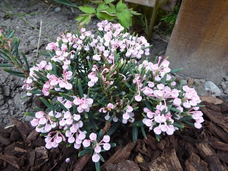 Bog-Rosemary-Andromeda-polifolia-Plants-that-grow-in-hardiness-Zone-2