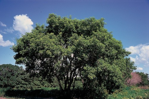 Boxelder-Maple-Acer-Negundo-Hardiness-Zone-2-Deciduous-Trees