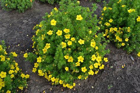 Bush-Cinqfoil-Potentilla-fructosa-Flowering-Herbs-You-Can-Grow-In-Hardiness-Zone-2