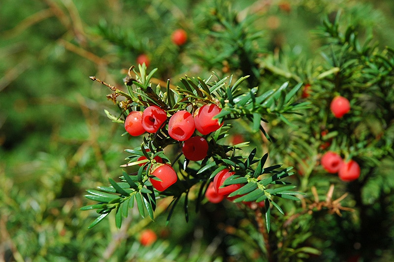 Canadian-Yew-Taxus-canadensis-Conifer-that-grows-in-Hardiness-Zone-2