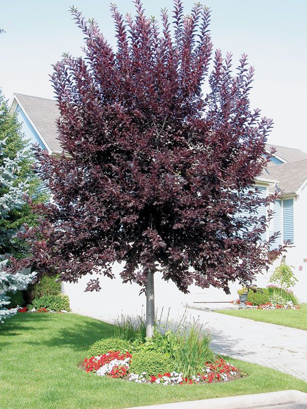 Chokecherry (Prunus virginiana) Hardiness Zone 2 Berry Producing Tree