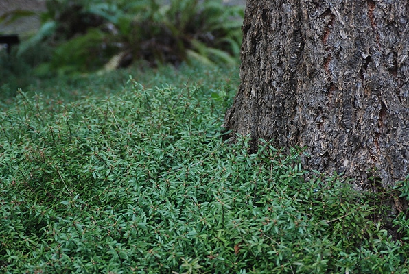 Cliff-Green-Pachistima-Pachistima-canbyi-Hardiness-Zone-2-Herbs