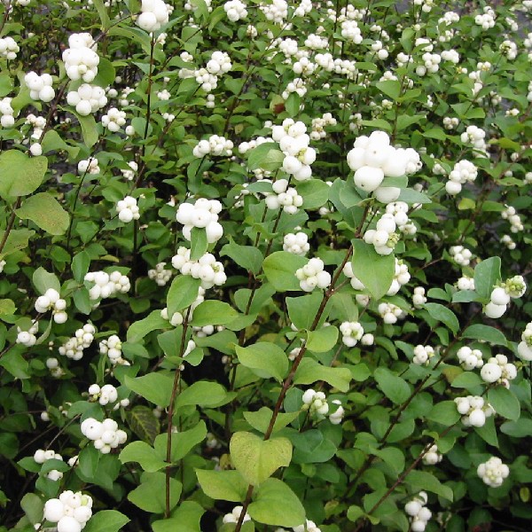 Common-Snowberry-Symphoricarpos-Albus-Hardiness-Zone-2-Berry-Producing-Bush-2