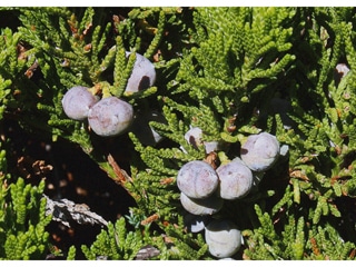 Creeping-Juniper-Juniperus-horizontalis-Moench-Hardiness-Zone-2-Conifer-Shrubs