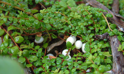 Creeping-snowberry-Gaultheria-hispidula-Hardiness-Zone-2-Tea