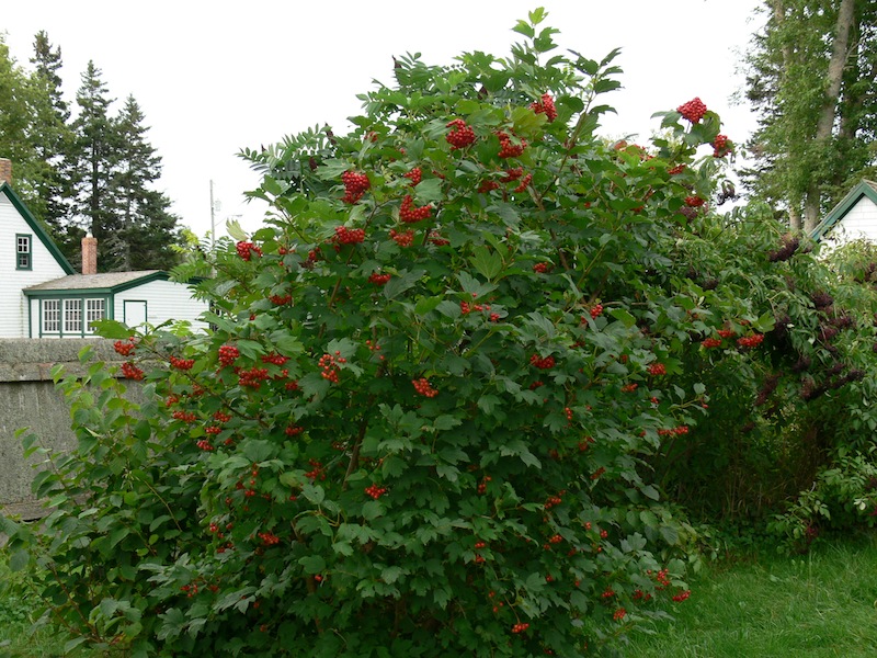 Highbush-Cranberry-Viburnum-trilobum-Americanum-Hardiness-Zone-2-Bushes