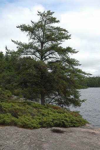 Jack-Pine-Pinus-banksiana-Hardiness-Zone-2-Conifers