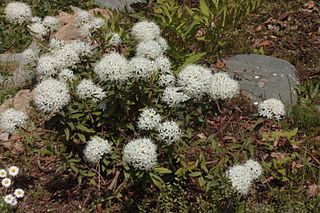 Labrador tea (Rhododendron tomentosum) Flowering Shrubs to Grow in Hardiness Zone 2