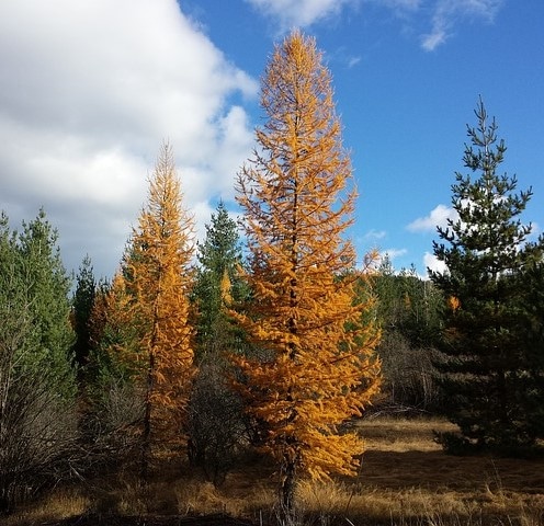 Larch (Larix) Hardiness Zone 2 Conifers 2