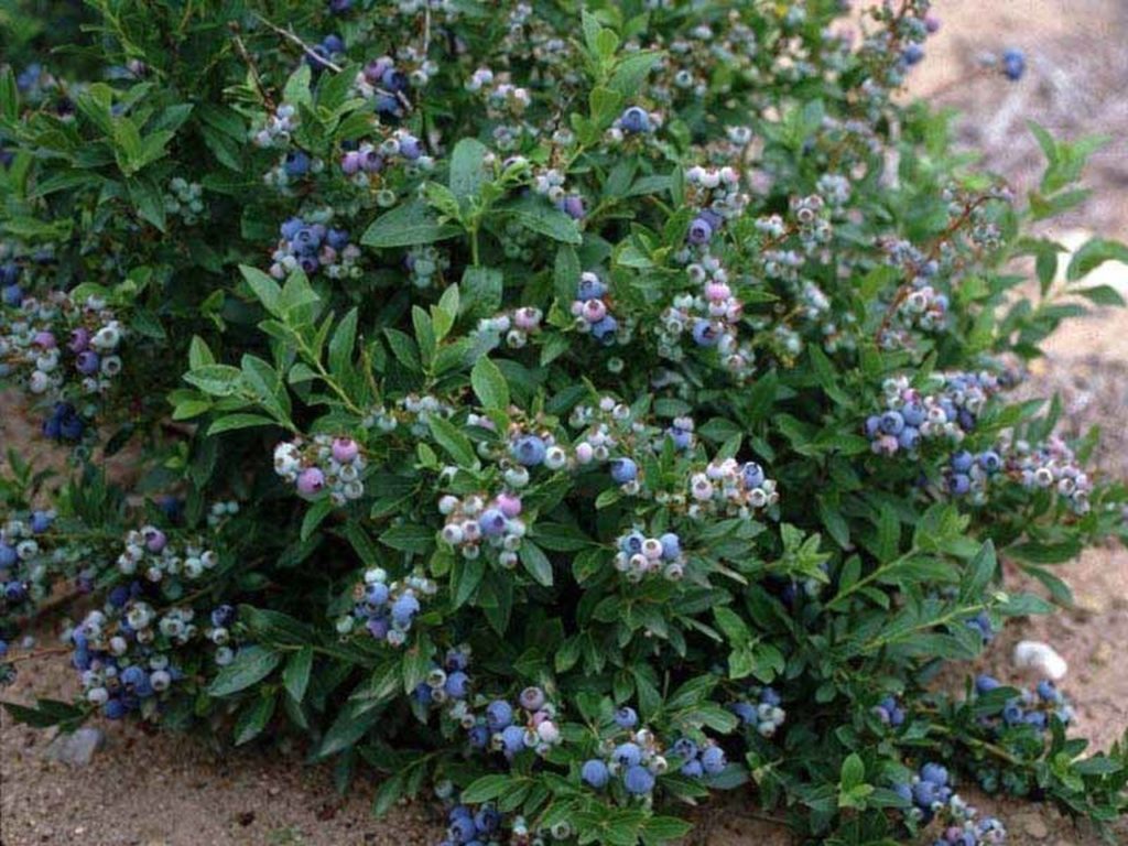 Lowbush-Blueberry-Vaccinium-angustifolium-Hardiness-Zone-2-Berry-Producing-Deciduous-Shrub-2