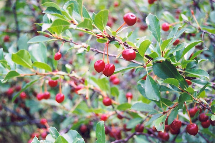 Mongolian Cherry (Prunus Fruticosa) Hardiness Zone 2 Fruiting Shrubs