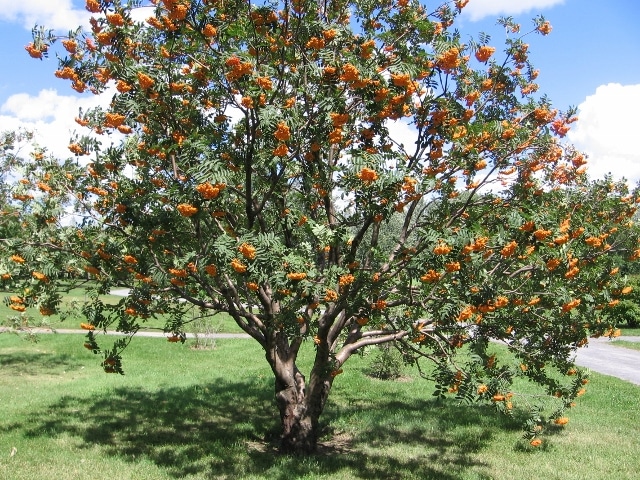 Mountain Ash (Sorbus Americana) Hardiness Zone 2 Trees 2