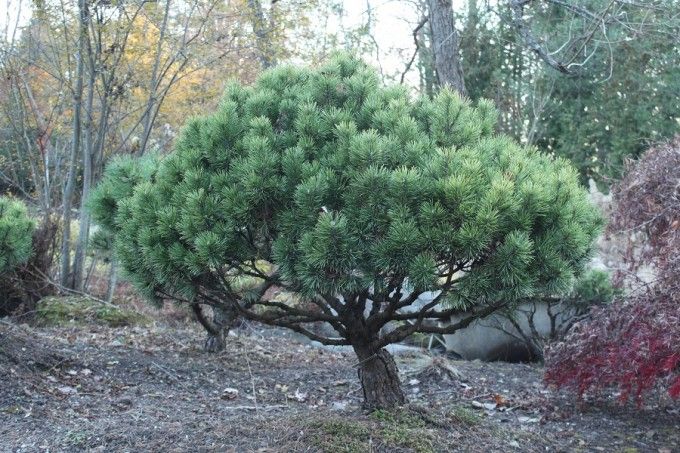 Mugo-Pine-Pinus-Mugo-Hardiness-Zone-2-Conifers