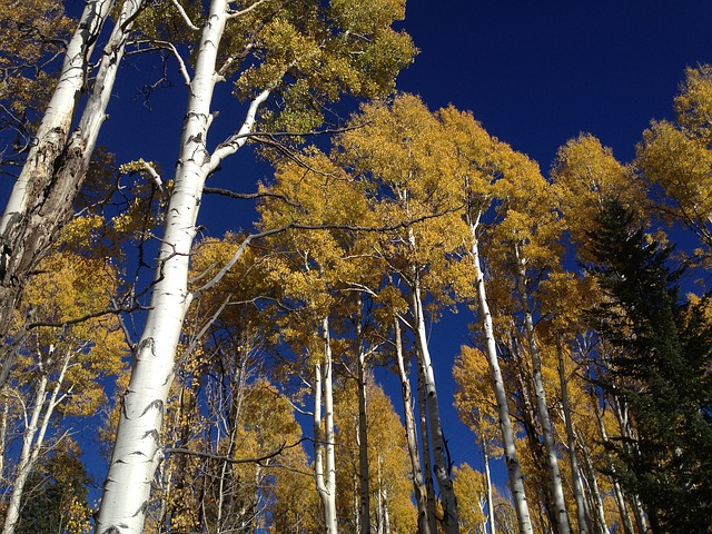 Quaking-Aspen-Populus-tremuloides-Hardiness-Zone-2