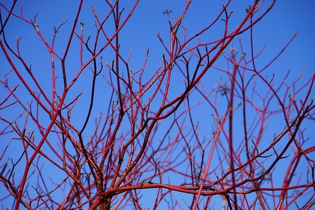 Redosier-Dogwood-Cornus-sericea-Hardiness-Zone-2-Shrubs