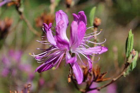 Rhodora-Rhododendron-canadense-Shrub-that-Grow-in-Hardiness-Zone-2