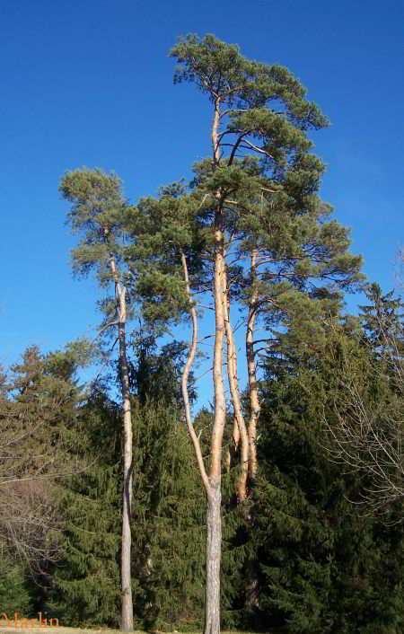 Scots Pine (Pinus sylverstris) Hardiness Zone 2 Conifer Trees