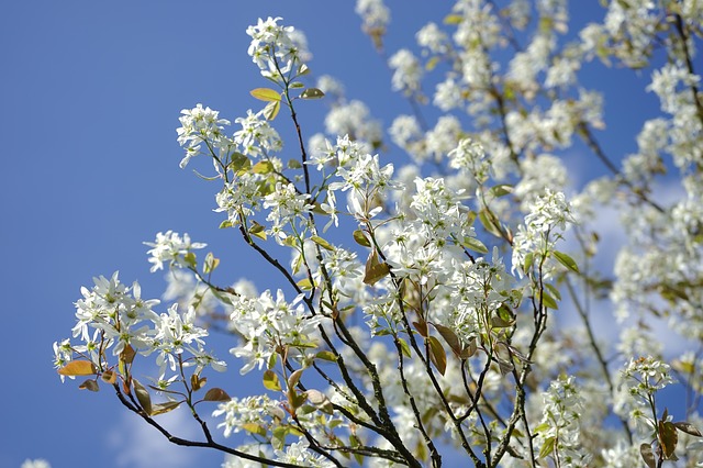 Serviceberry-amelanchier-alnifolia-hardiness-zone-2-small-tree-shrub