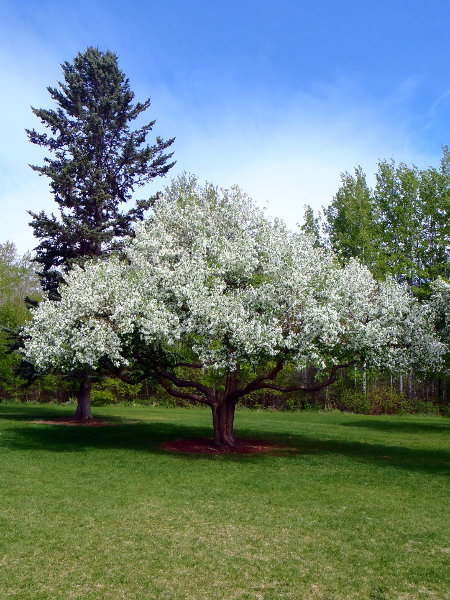 Siberian-crabapple-Malus-baccata-Hardiness-Zone-2-Fruiting-Trees