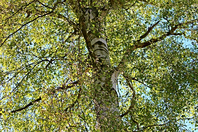 Silver Birch (Betula Pendula) Hardiness Zone 2 Deciduous trees
