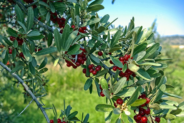 Silver-buffaloberry-Shepherdia-argentea-Hardiness-Zone-2-Fruiting-Shrub