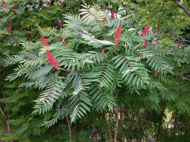 Smooth Sumac Rhus Glabra 'Laciniata' Hardiness Zone 2 Shrubs