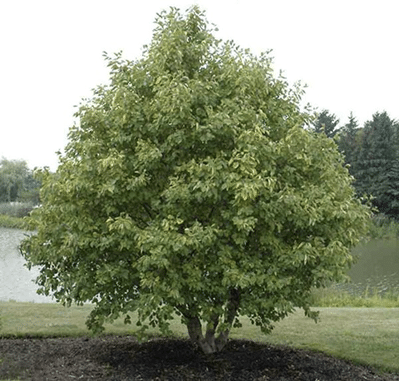 Speckled-Alder-Alnus-Incana.-Rugosa-Hardiness-Zone-2