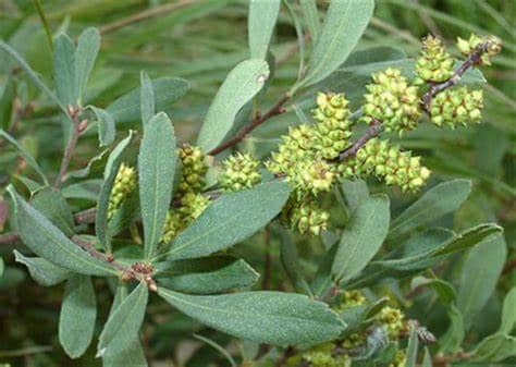 Sweetgale-Myrica-Gale-Shrubs-that-Grow-in-Hardiness-Zone-2