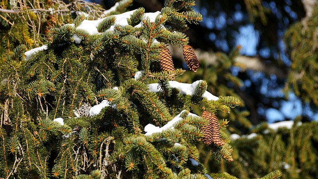 White Spruce (Picea Glauca) Hardiness Zone 2 Coniferous Trees