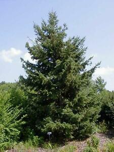 White-Spruce-Picea-glauca-Hardiness-Zone-2-Conifers