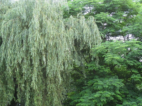 White-Willow-Salix-alba-Hardiness-Zone-2-Deciduous-Trees