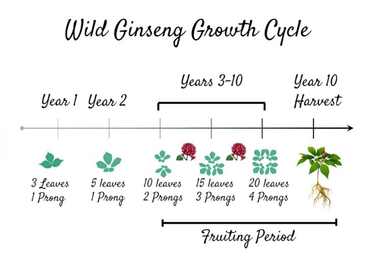 How to Steward and Forest Farm American Ginseng