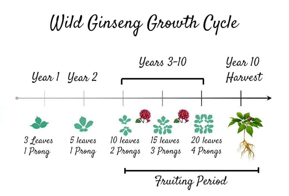 Forest Farming American Ginseng Growth Cycle