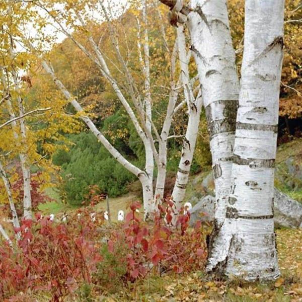 betula-papyrifera-paper-birch-hardiness-zone-2-trees