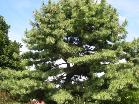 eastern-white-pine--pinus-stro (2)