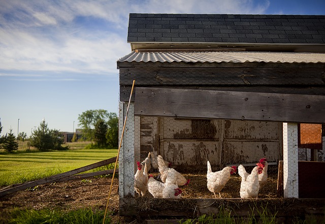 Off-Grid-Essentials-Chicken-Coop