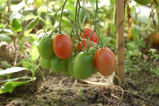 Off-Grid-Essentials-Food-Garden-Tomatoes