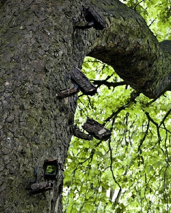 Off-Grid-Essentials-Hidden-Tree-Cameras