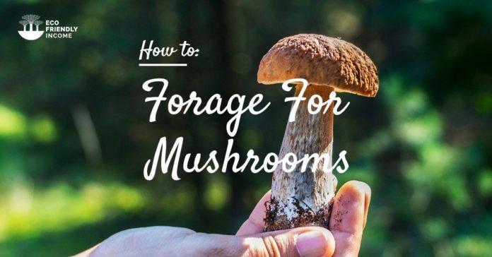 Forage for Mushrooms Non-Timber Forest Products