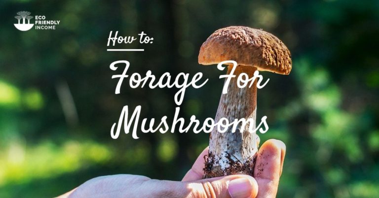 Boreal Forest Mushrooms: Foraging and Identification Guide