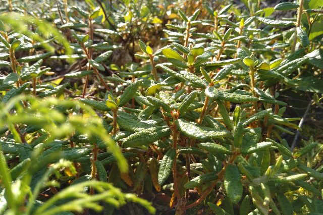 Foraging For Forest Tea Foraging For Forest Tea