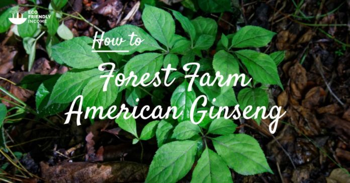 Forest Farm American Ginseng