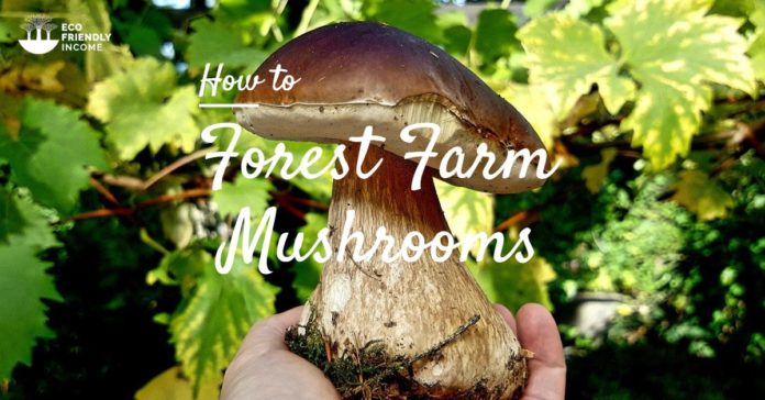 How to Forest Farm Mushrooms For Income