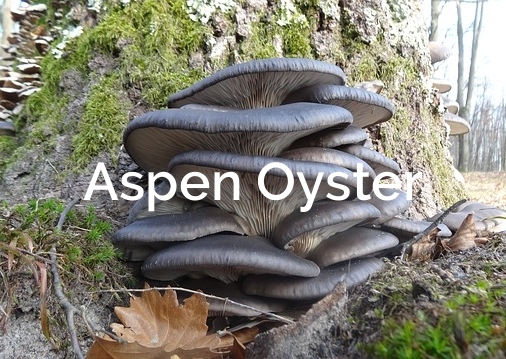 Aspen Oyster Pleurotus populinus