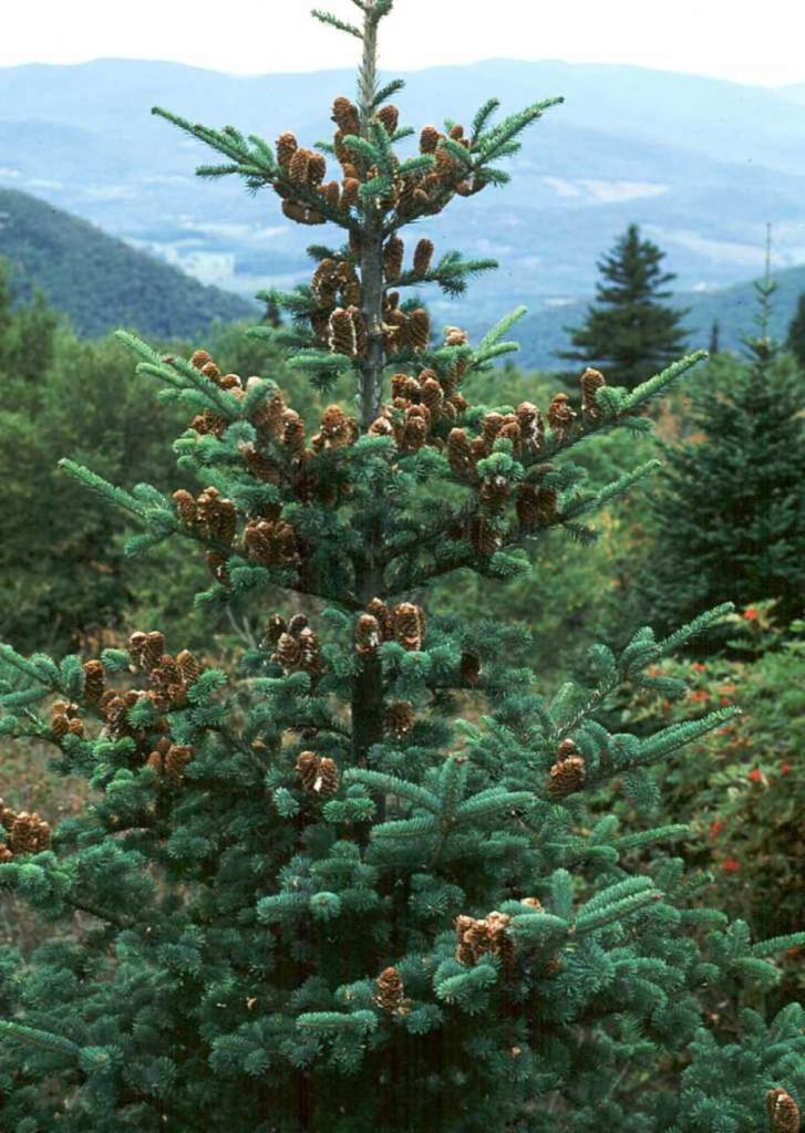 Balsam Fir Abies Balsamea