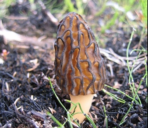 Black-Morel-Morchella-Elata